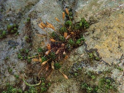 Ptychomitrium nigrescens, photographed by Christian Berg