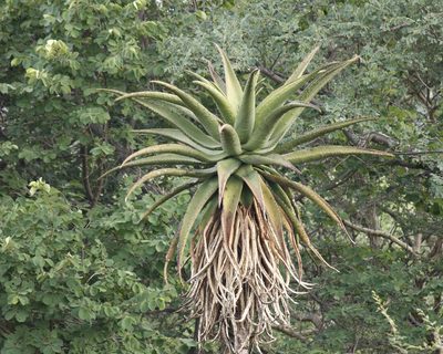Aloe marlothii, photographed by Kelly Abram