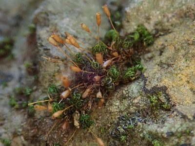 Ptychomitrium nigrescens, photographed by Christian Berg