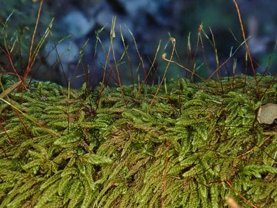 Hypnum uncinulatum, photographed by Christian Berg