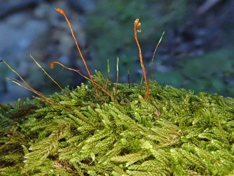 Hypnum uncinulatum, photographed by Christian Berg
