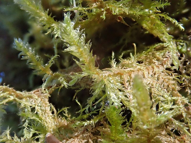 Neckera cephalonica, photographed by Christian Berg