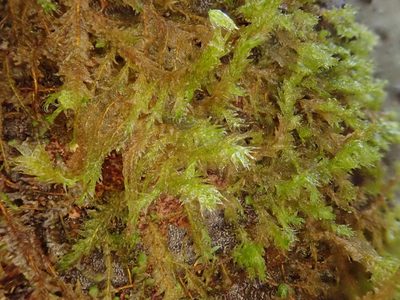 Neckera cephalonica, photographed by Christian Berg