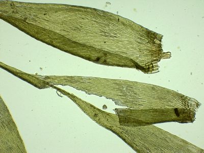 Sematophyllum substrumulosum, photographed by Christian Berg