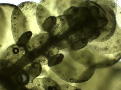 Frullania polysticta, photographed by Christian Berg