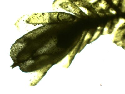 Frullania polysticta, photographed by Christian Berg