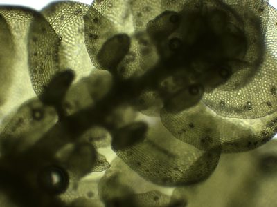 Frullania polysticta, photographed by Christian Berg