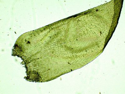 Hypnum uncinulatum, photographed by Christian Berg