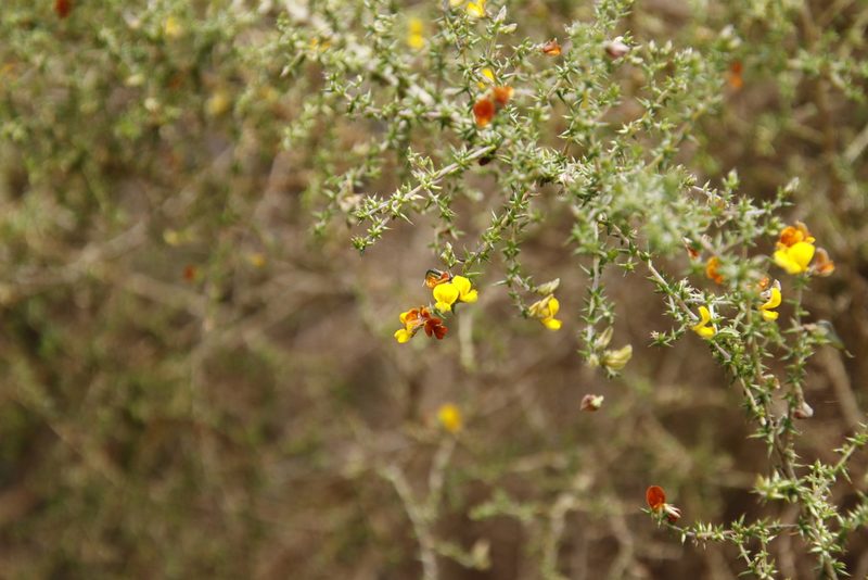 Aspalathus divaricata, photographed by Tony Rebelo
