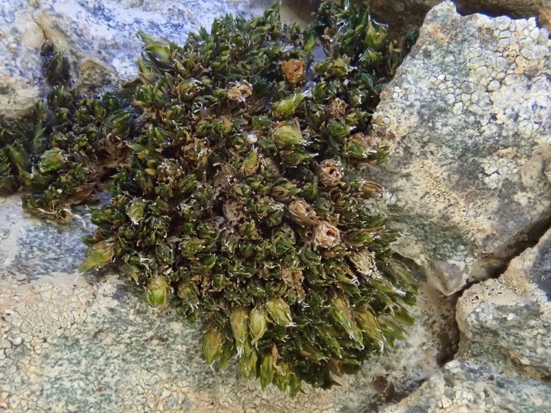 Schistidium flaccidum, photographed by Christian Berg