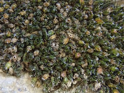 Schistidium flaccidum, photographed by Christian Berg