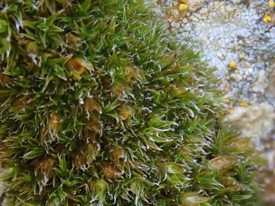 Schistidium flaccidum, photographed by Christian Berg