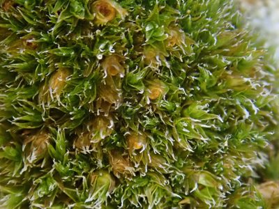 Schistidium flaccidum, photographed by Christian Berg
