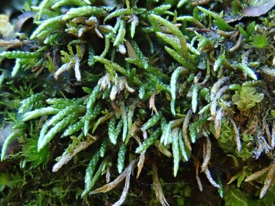 Anomobryum julaceum, photographed by Christian Berg