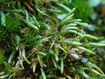 Anomobryum julaceum, photographed by Christian Berg