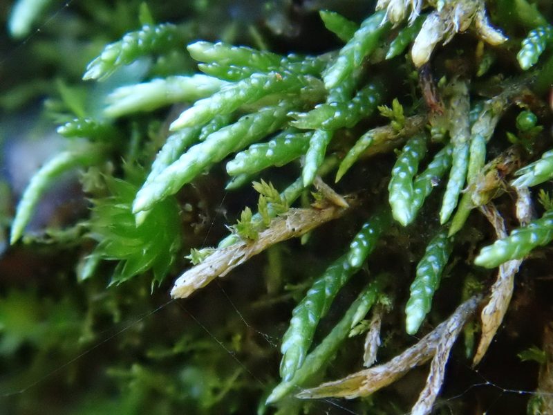 Anomobryum julaceum, photographed by Christian Berg