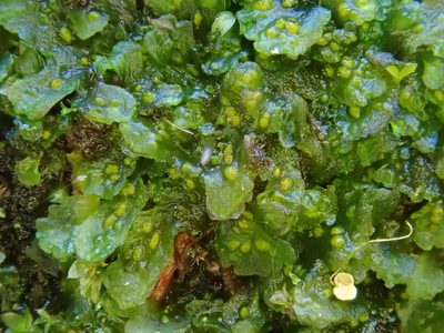 Phymatoceros bulbiculosus, photographed by Christian Berg