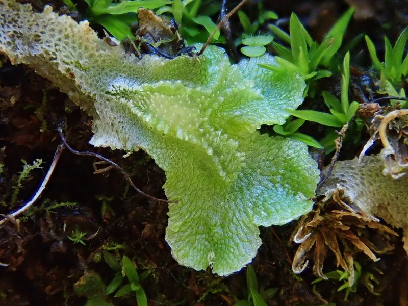 Corsinia coriandrina, photographed by Christian Berg