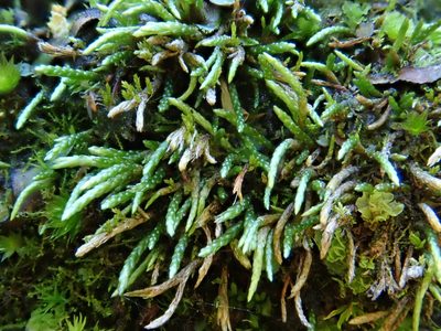 Anomobryum julaceum, photographed by Christian Berg