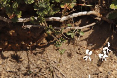 Pelargonium elongatum, photographed by Tony Rebelo