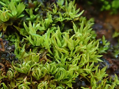 Timmiella barbuloides, photographed by Christian Berg