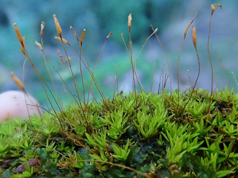 Timmiella barbuloides, photographed by Christian Berg