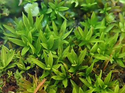 Timmiella barbuloides, photographed by Christian Berg