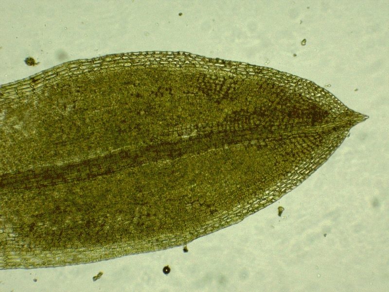 Tortula solmsii, photographed by Christian Berg