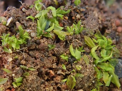 Chenia leptophylla, photographed by Christian Berg
