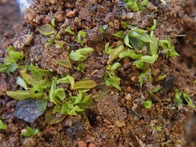 Chenia leptophylla, photographed by Christian Berg