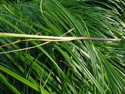 Carex buekii, photographed by Grzegorz Grzejszczak