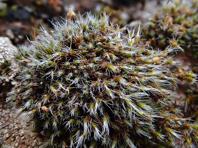 Grimmia laevigata, photographed by Christian Berg