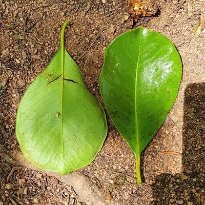 Psidium cattleyanum, photographed by lcsvoj
