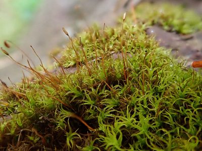 Vinealobryum insulanum, photographed by Christian Berg