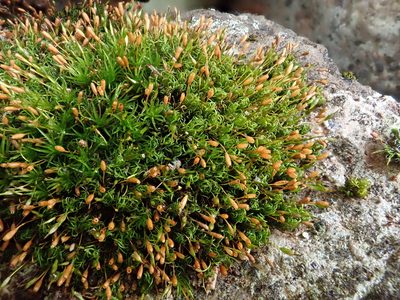 Ptychomitrium nigrescens, photographed by Christian Berg