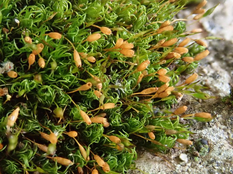 Ptychomitrium nigrescens, photographed by Christian Berg