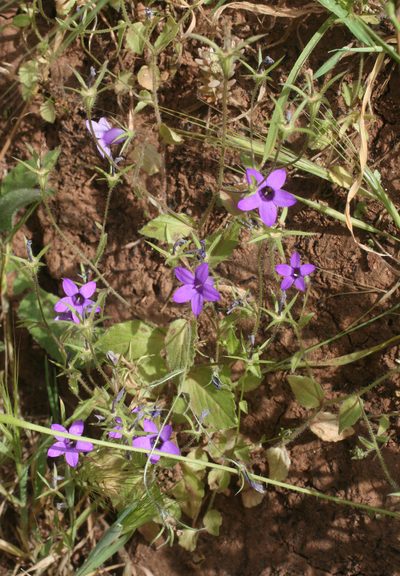 Campanula broussonetiana, photographed by Oleg Kosterin