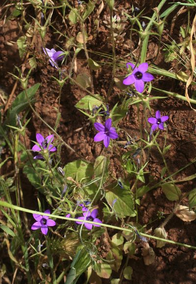 Campanula broussonetiana, photographed by Oleg Kosterin