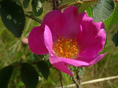 Rosa gallica, photographed by Grzegorz Grzejszczak