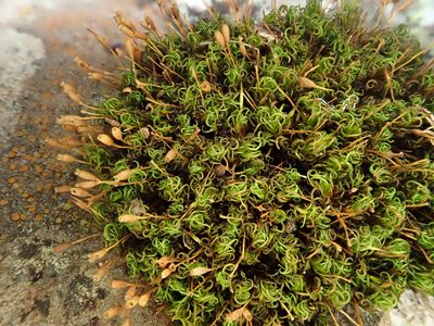 Ptychomitrium nigrescens, photographed by Christian Berg
