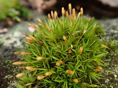 Ptychomitrium nigrescens, photographed by Christian Berg