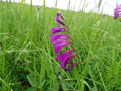 Gladiolus imbricatus, photographed by Grzegorz Grzejszczak