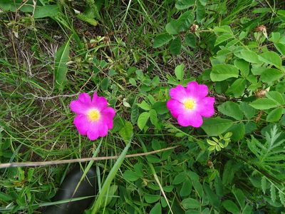 Rosa gallica, photographed by Grzegorz Grzejszczak