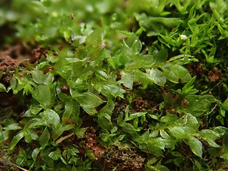 Epipterygium tozeri, photographed by Christian Berg