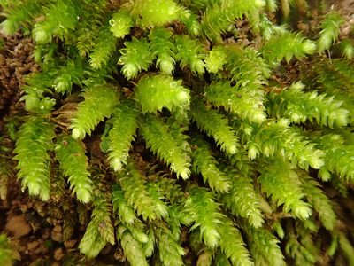 Nogopterium gracile, photographed by Christian Berg