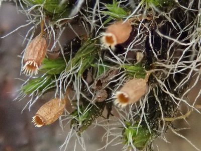 Grimmia decipiens, photographed by Christian Berg