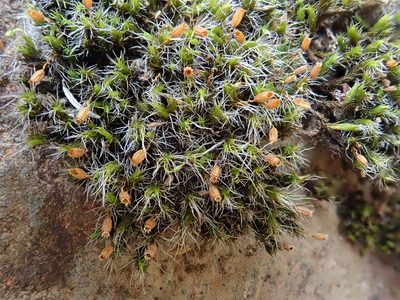 Grimmia decipiens, photographed by Christian Berg