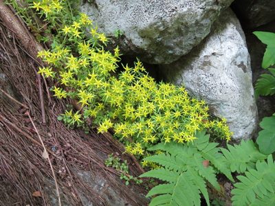 Sedum subtile, photographed by Marco Mussita