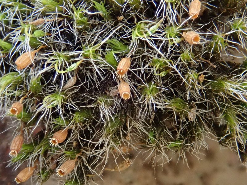 Grimmia decipiens, photographed by Christian Berg