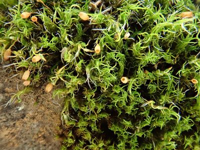 Grimmia trichophylla, photographed by Christian Berg